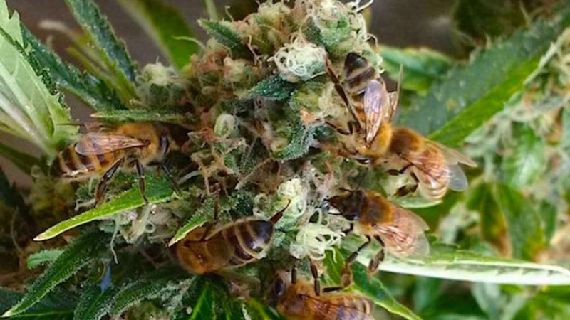 pszczoły kochają konopie